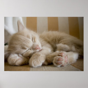 Sleeping Kitten Poster
