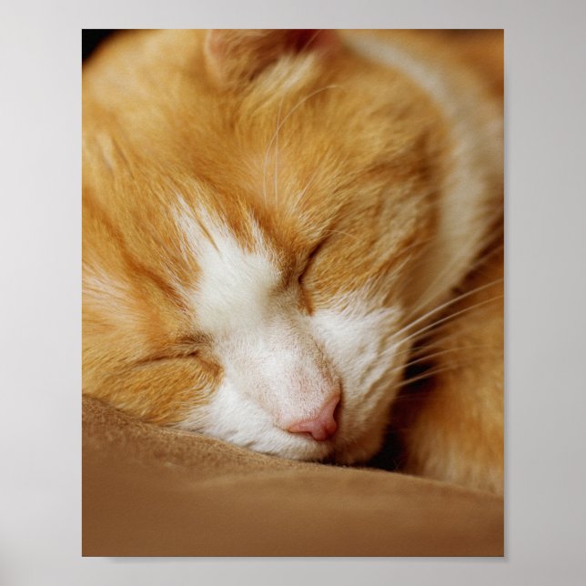 Sleeping Kitten Poster (Front)