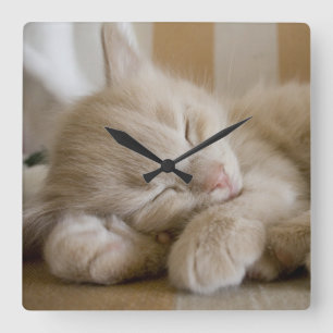 Sleeping Kitten Square Wall Clock