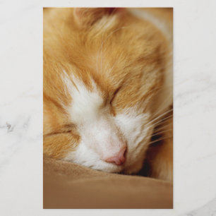 Sleeping Kitten Stationery