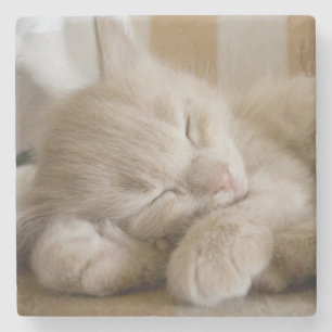 Sleeping Kitten Stone Coaster
