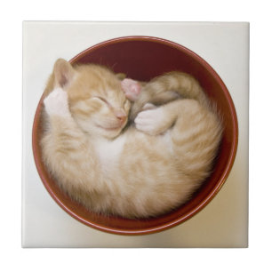 Sleeping Kitten Tile