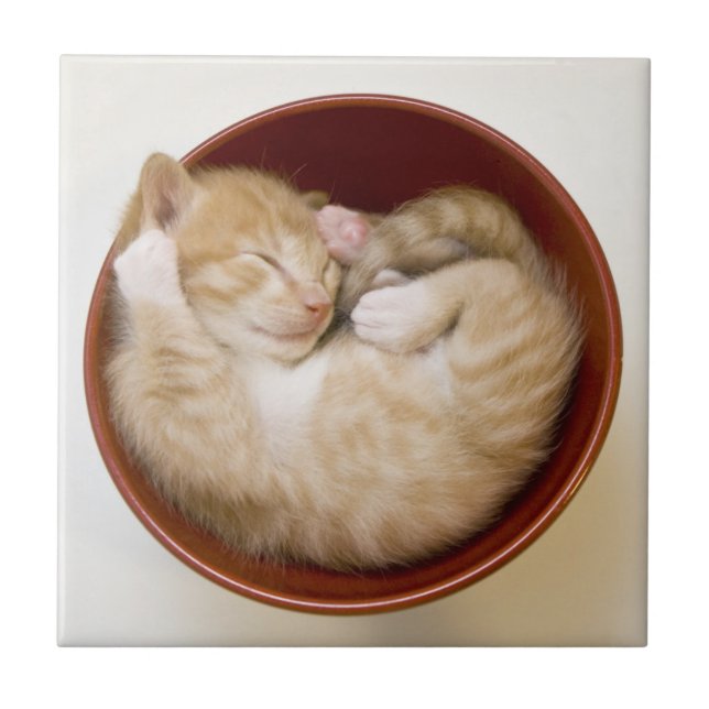 Sleeping Kitten Tile (Front)