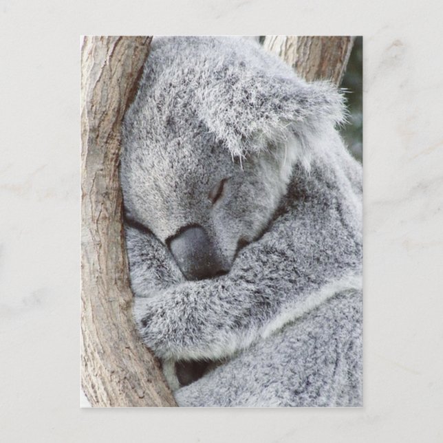 Sleeping koala baby postcard (Front)