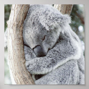 sleeping koala baby poster