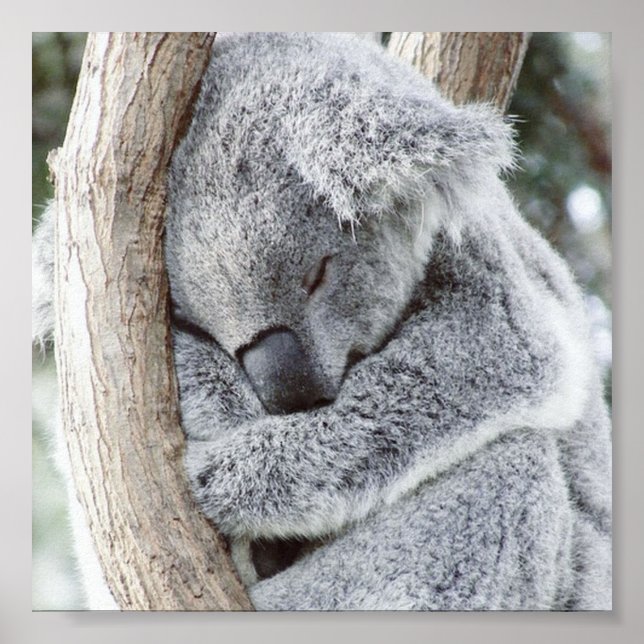 sleeping koala baby poster (Front)