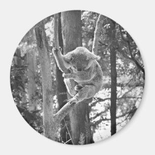 Sleeping Koala Bear ~ Magnet