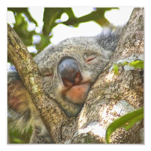 Sleeping Koala Bear Photograph Enlargement (Front)