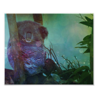 "Sleeping Koala" Photo Print