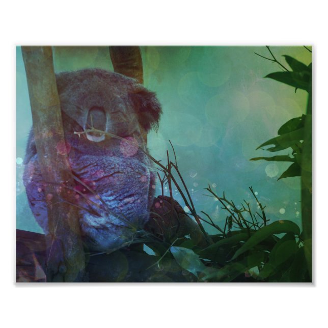 "Sleeping Koala" Photo Print (Front)