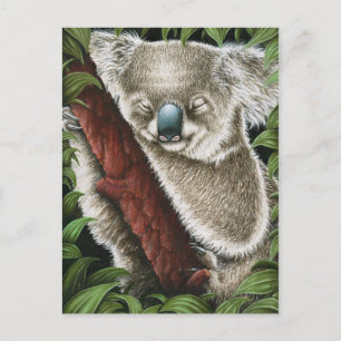 Sleeping Koala Postcard