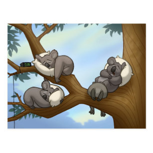 Sleeping Koala Postcard