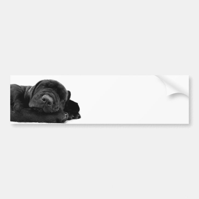Sleeping Lab Bumper Sticker (Front)