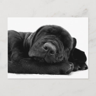 Sleeping Lab Postcard