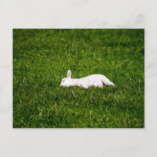 Sleeping Lamb Postcard