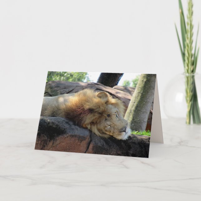 Sleeping Lion Greetin Card (Front)