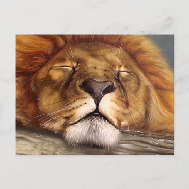 Sleeping Lion Postcard (Front)