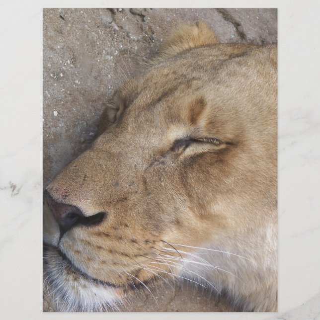 Sleeping Lioness (Front)