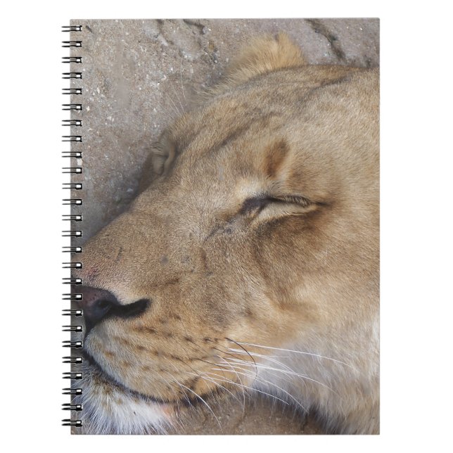 Sleeping Lioness Notebook (Front)