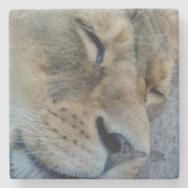 Sleeping Lioness Stone Coaster (Front)