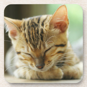 Sleeping Little Baby Kitty Coaster
