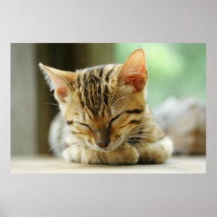 Sleeping Little Baby Kitty Poster