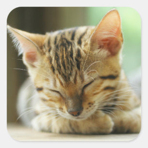 Sleeping Little Baby Kitty Square Sticker