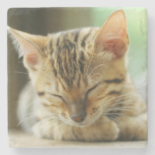 Sleeping Little Baby Kitty Stone Coaster