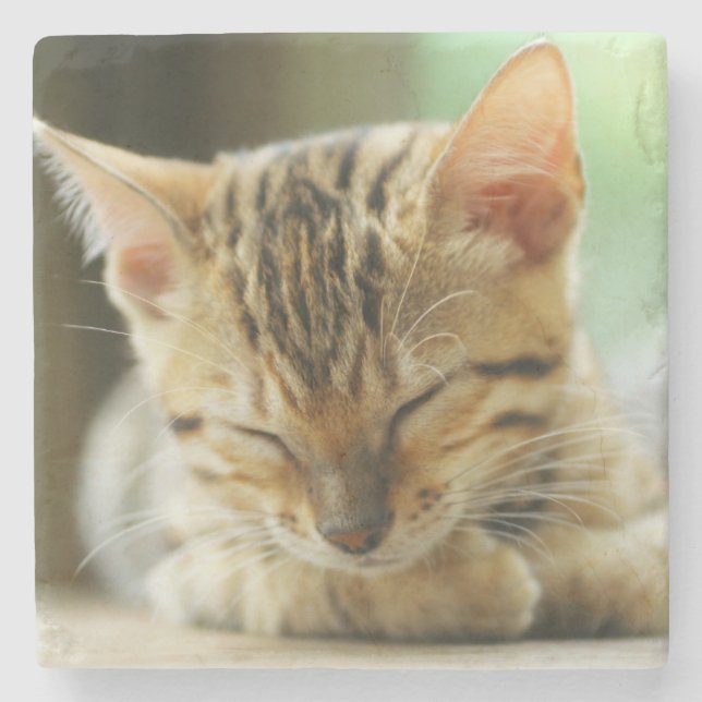 Sleeping Little Baby Kitty Stone Coaster (Front)