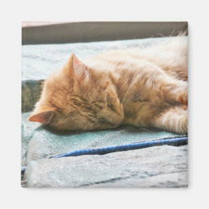 Sleeping Longhaired Ginger Cat Magnet
