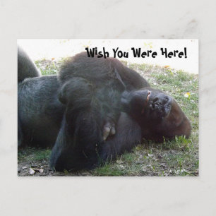 Sleeping Lowland Gorilla Wish You Were Here Postcard
