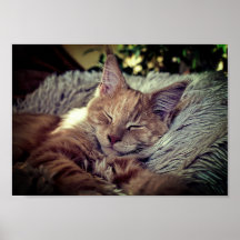 Sleeping Maine Coon Cat on The Couch