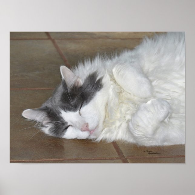 Sleeping maine coon cat Poster (Front)