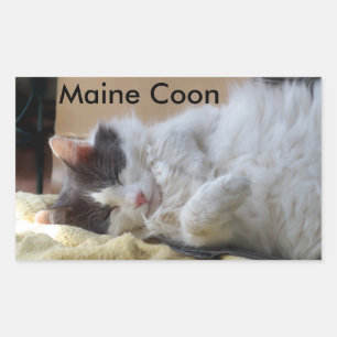 Sleeping Maine Coon Cat Sticker