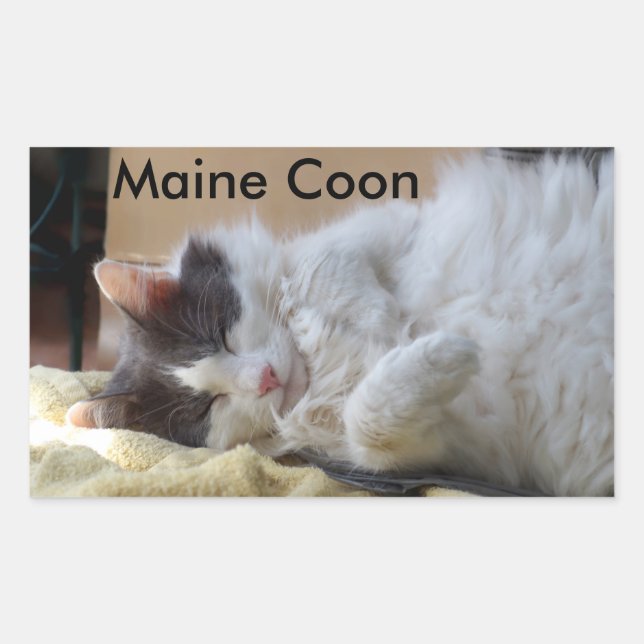Sleeping Maine Coon Cat Sticker (Front)