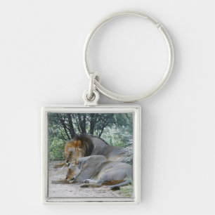 sleeping male lion and lioness, Panthera leo, Key Ring