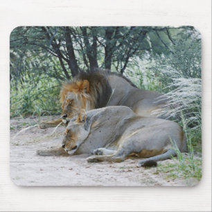 sleeping male lion and lioness, Panthera leo, Mouse Pad
