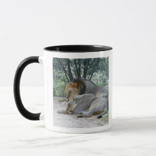 sleeping male lion and lioness, Panthera leo, Mug