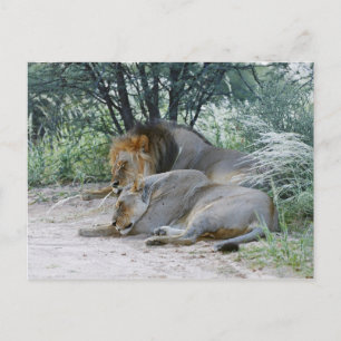 sleeping male lion and lioness, Panthera leo, Postcard