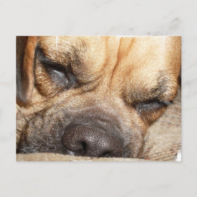 Sleeping Mastiff  Postcard (Front)