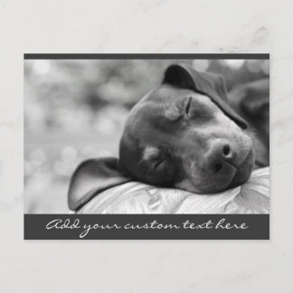 Sleeping Miniature Pinscher dog Postcard