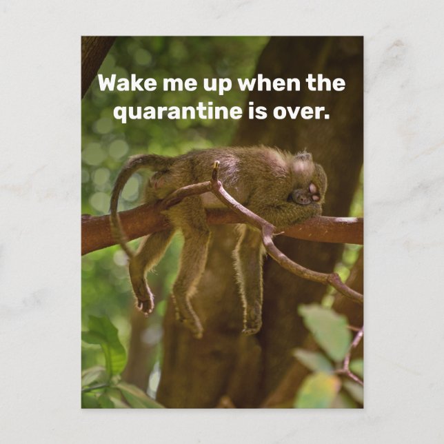 Sleeping Monkey Wake Me Up When Quarantine Is Over Postcard (Front)