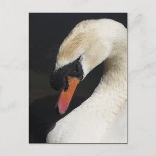 Sleeping Mute Swan Postcard