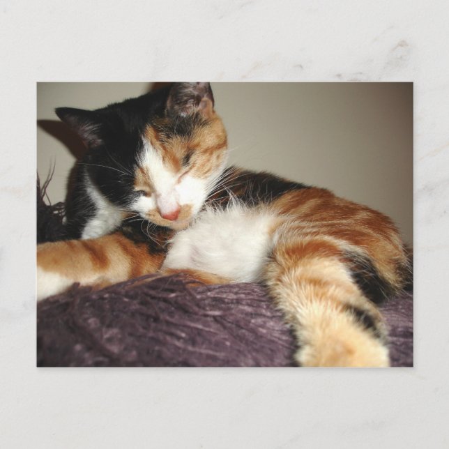 Sleeping? no I am just closing my eyes! Postcard (Front)