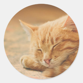 Sleeping Orange Tabby Cat Classic Round Sticker