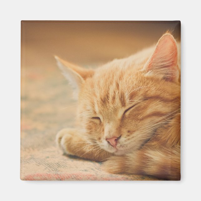 Sleeping Orange Tabby Cat Magnet (Front)