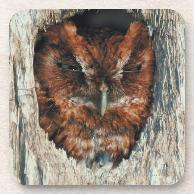 Sleeping Owl in a Tree Coaster (Front)