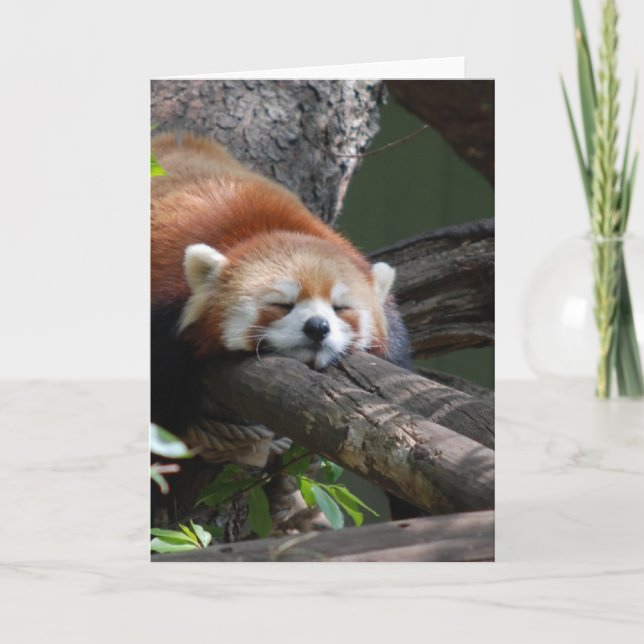 Sleeping Panda Bear  Greeting Card (Front)