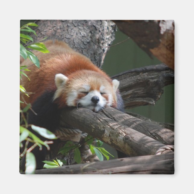 Sleeping Panda Bear  Magnet (Front)