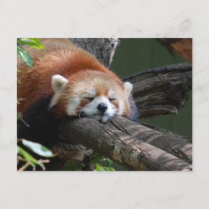 Sleeping Panda Bear Postcard